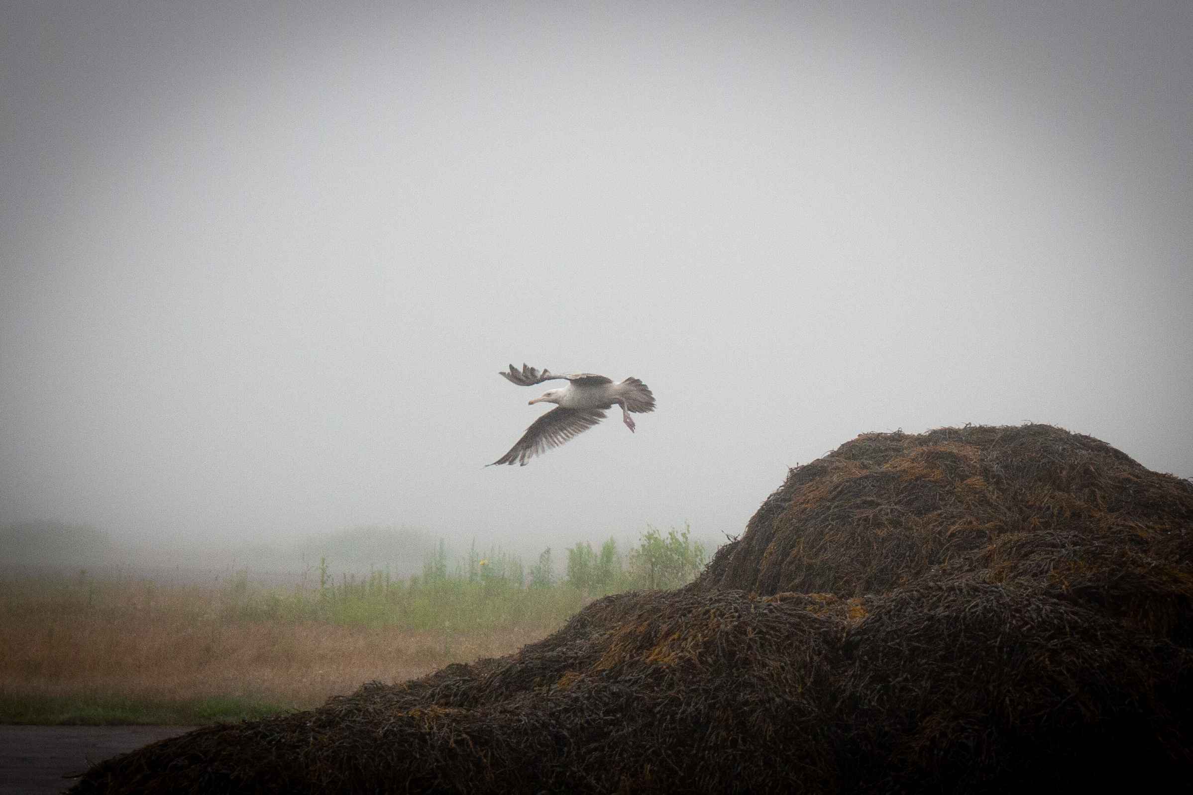 Photo of a seagull flying away