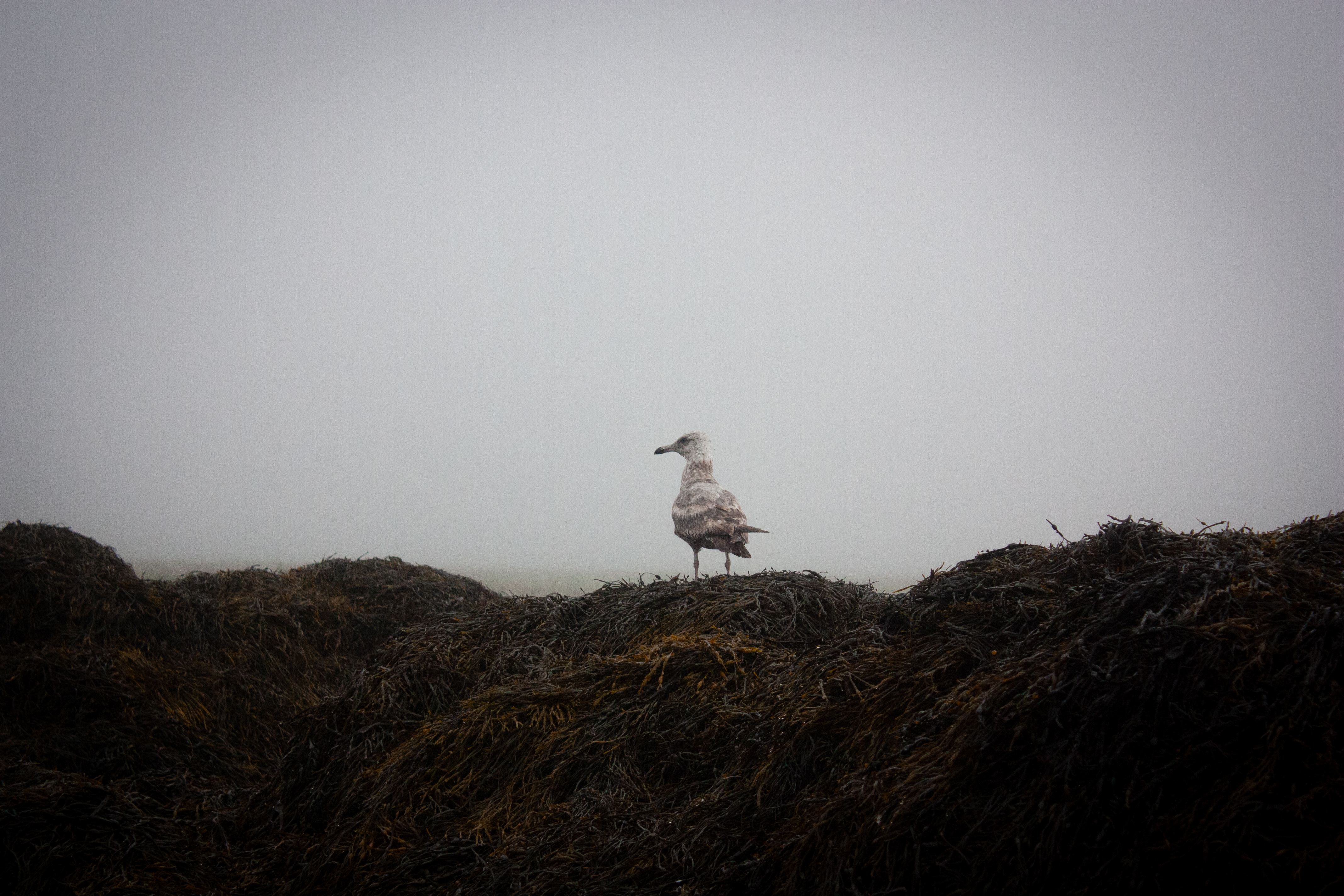 Photo of a seagull on dried seaweed